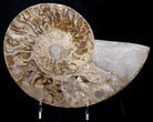 Beautiful Choffaticeras Ammonite - Half #8730-1